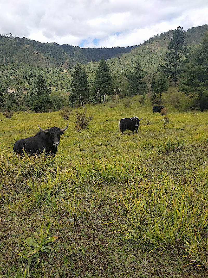 A Field of Unsuspecting Yaks